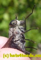 /home//u458753944/public_html/sourcegallery//Insects and small critters/flies (Diptera)/P1070164.JPG